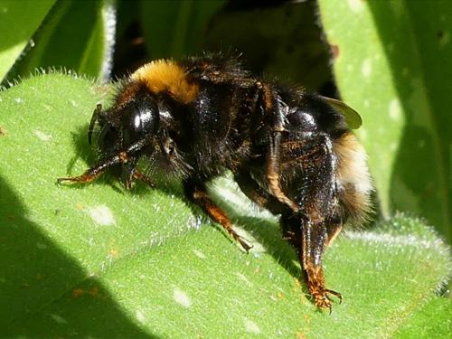 Bombus sp.